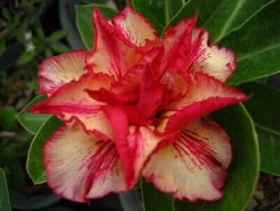 SANHOC Samen-Paket: Adenium obesum Doppel Maroon King Karoo Rose Desert Rose Impala Lily Doppel Maroon King 3 SeedsSEED 