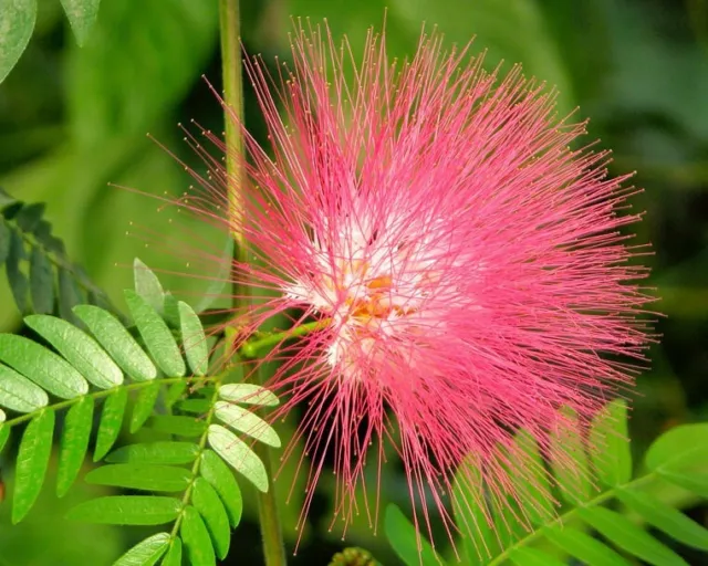 Albizia saman | Five Oclock Rain Tree | Monkeypod | Mimosa | 5_Seeds