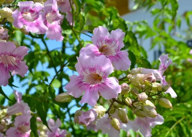50 semillas de Bignonia rosada   - Podranea ricasoliana  - flores rosas