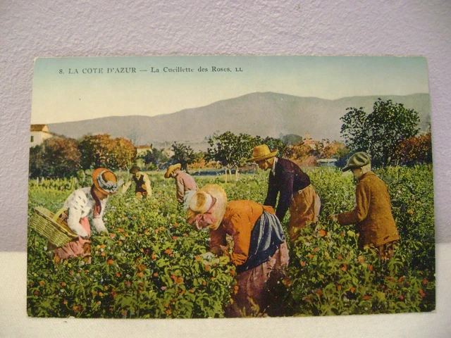 antique postcard LA COTE D AZUR LA CUEILLELETTE DES ROSES N° 8 LL