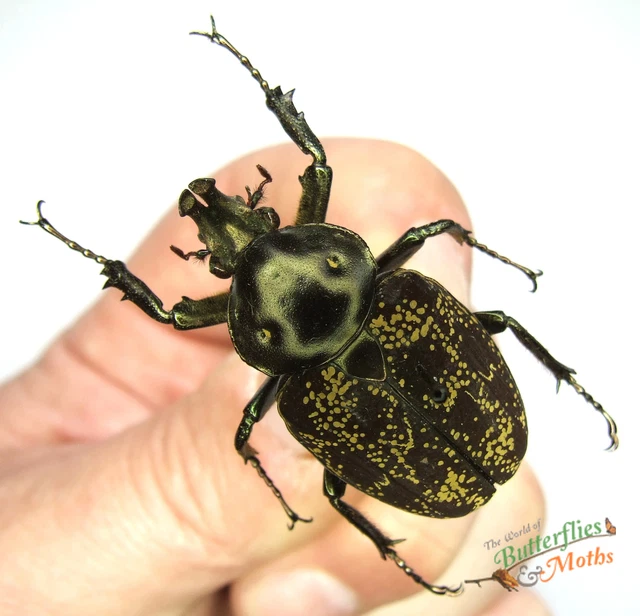 GOLINCA BIFRONS INCA Beetle SET x1 A1- MALE Insect Entomology Specimen ...