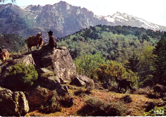 Cpsm Corse Delassement Du Berger En Haute Montagne