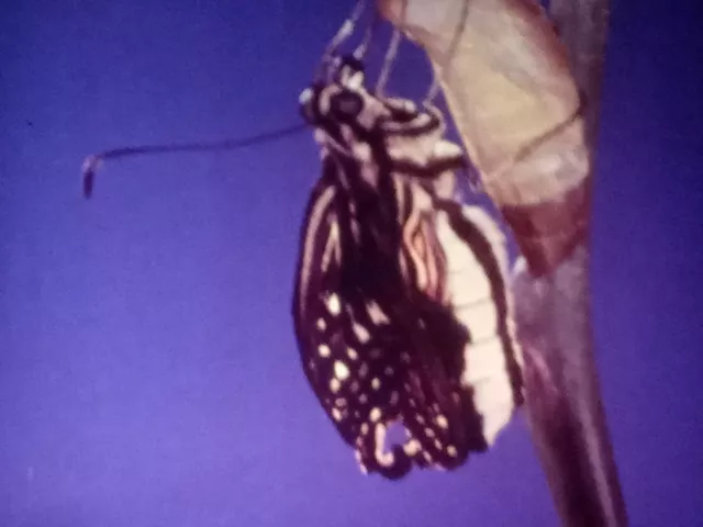 The Swallowtail Butterfly, Barr, LPP, 1986, 16mm, 400ft Reel
