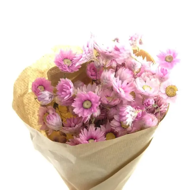 Kaemingk Trockenblumen Rhodante - Sonnenflügel Rosa im Bündel 50 cm