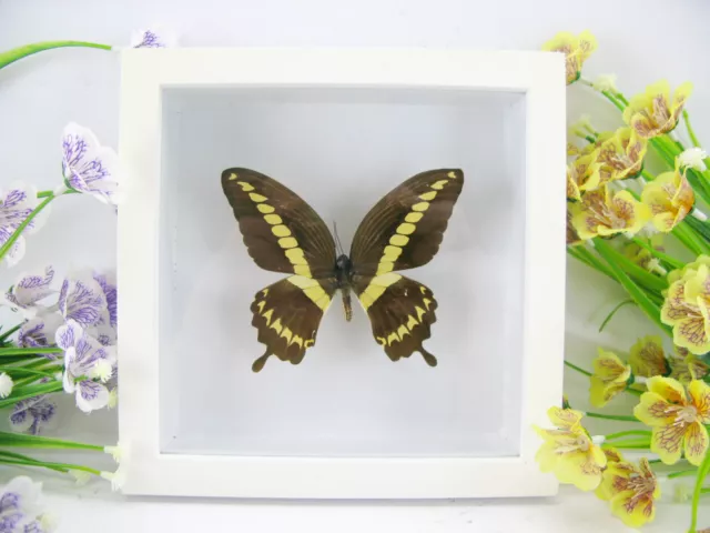 Yellow Strip - beau papillon réel, conservé dans la vitrine 3D - qualité musée