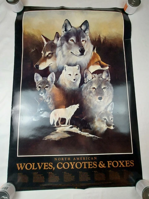 92 Vintage Eddie LaPage North American Wolves, Coyotes & Foxes Poster 36" by 24"