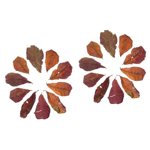 20 piezas de hojas de catappa de acuario premium con pH de agua para acuarios para agua