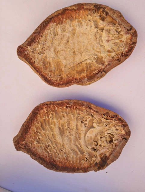 POISSON FOSSIL Ecrinesomus dixoni Madagascar trias inferieur 119x76mm