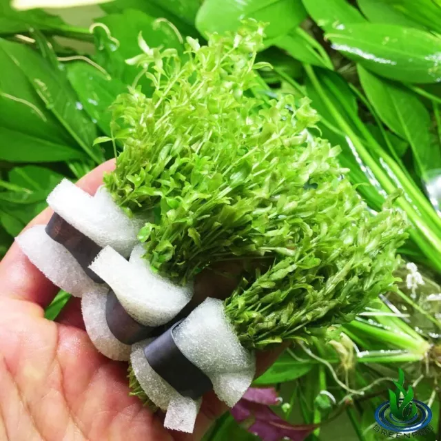 3 Bundles Micranthemum - Freshwater Live Tropical Aquarium Plants for Fish Tank