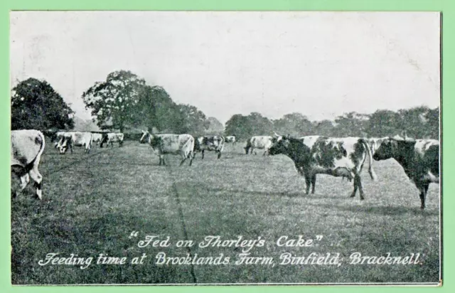 Feeding Time Brooklands Farm Binfield Bracknell Berkshire Pre 1918 Thorleys Cake