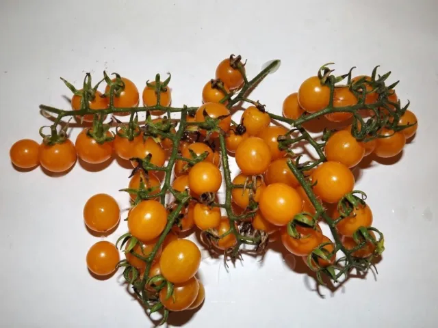 Tomato Golden Currant - 10+ seeds - GOLDEN KAVIAR! P 135