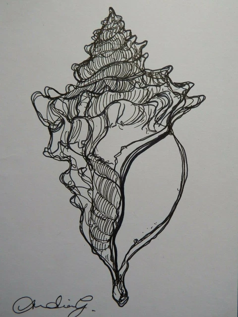ORIGINAL PEN & ink linear drawing of a seashell on white paper £19.99 ...