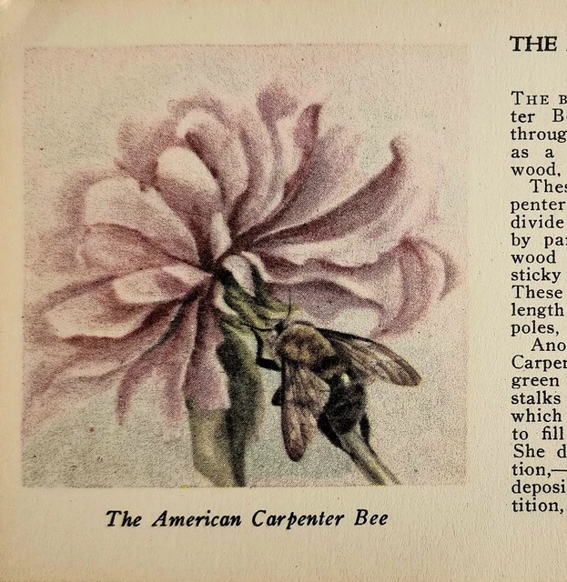 1927 Carpenter Bee & Crane Fly Insect Print 2 Sided 1st Edition 3.25x5" Antique