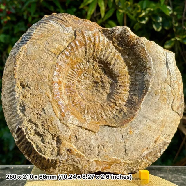 Fossiler Parkinsonia-Ammonit, Burton Bradstock, Jurassic Coast, Dorset UK