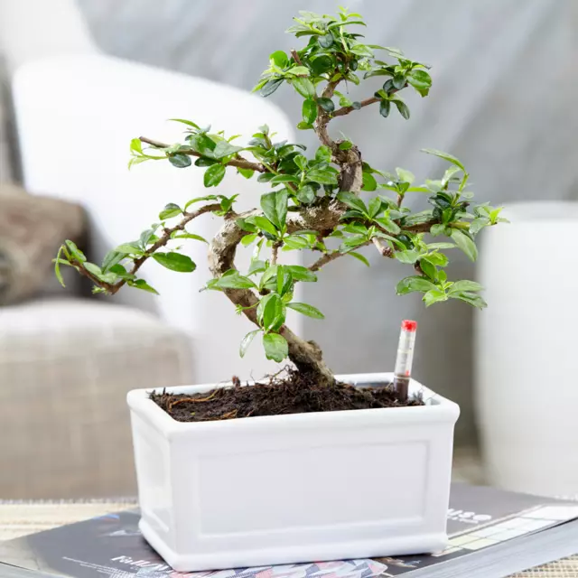 Bonsai Chinese Elm Plant - Live Japanese 'S-Shape' Indoor Tree 1 x 15cm Tray Pot