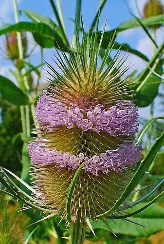 400 Samen Dipsacus fullonum (sylvestris)  Wilde Karde