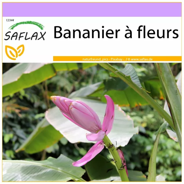 SAFLAX  - Bananier à fleurs - 8 graines - Musa