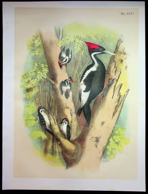 Birds North America Jacob Studer Original 1903 Print Plate XXVI White Woodpecker