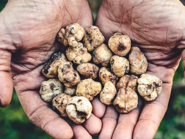 Tartufo Bianchetto 100gr