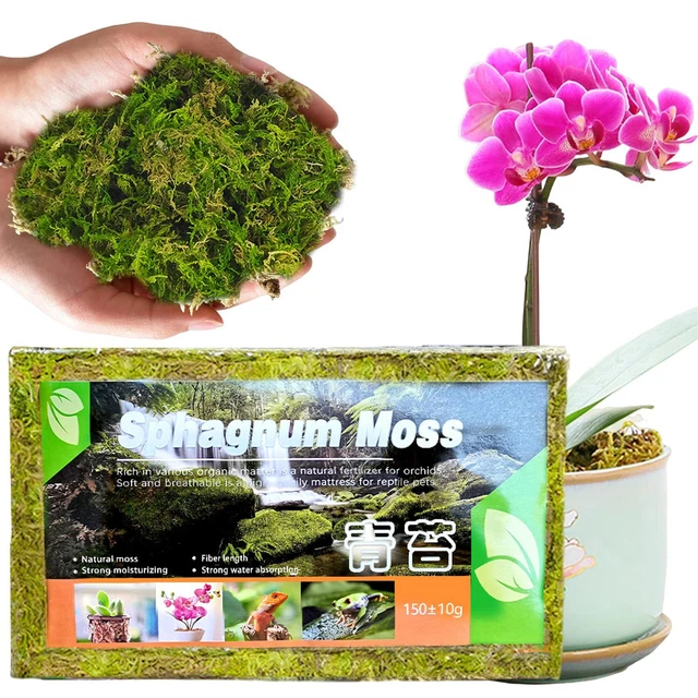 SPHAGNUM MOSS FOR Plant 150g Green Natural Moss Orchid Potting Mix