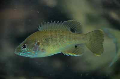 2" - 5" Green Sunfish Hybrid Bluegill LIVE Fish * LIMITED SALE* WAS $24.98