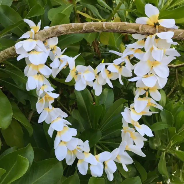 Hawaiian Silk Lei - Soft White Plumeria - Designed In Hawaii