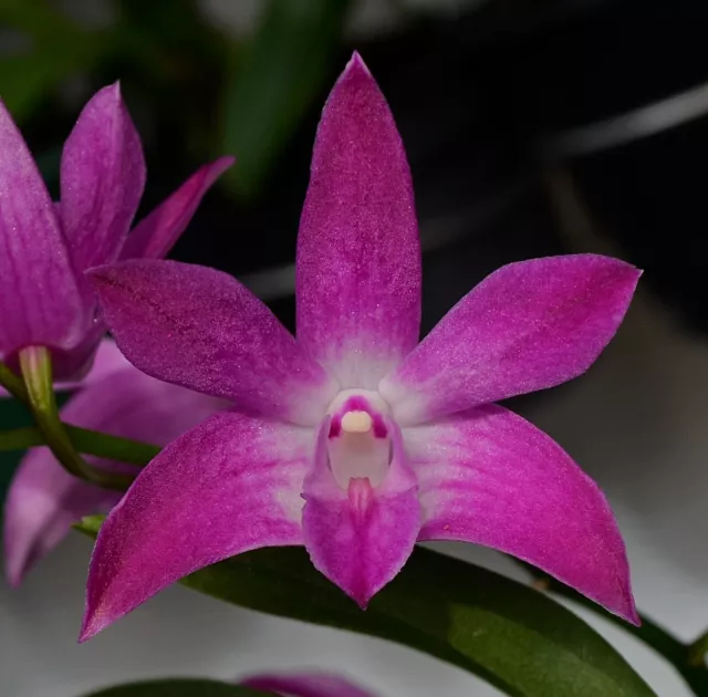 Orchid -Dendrobium Newbold Beauty's Surprise 'Kings Park'