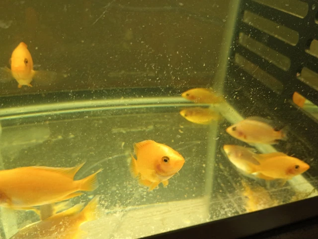  live creamsicle red devil cichlids freshwater aquarium 4