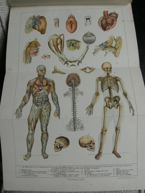 HUMAN SKELETON WITH And Without Muscles Diagram ,Physiology, Great To