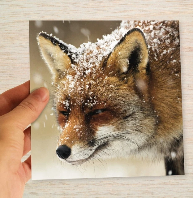 Weihnachtskarte Fuchs Im Schnee | Grußkarte Winter
