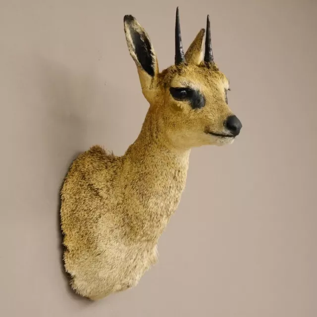 Klippspringer Cabeza Preparado Principal Antílope África Taxidermy