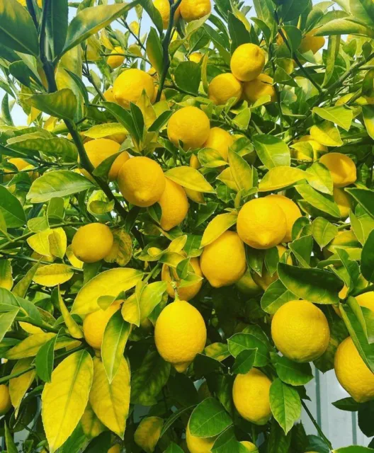 25 Organic Meyer Lemon Seeds|USA|Texas|High Germination Rate