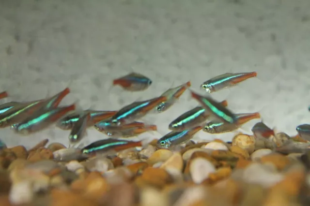 10x NEON TETRA - Live Tropical Peaceful Community Fish - NO COURIERS USED