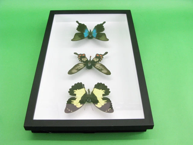 3 real beautiful and huge butterflies in the XXl showcase - single piece - 26 11