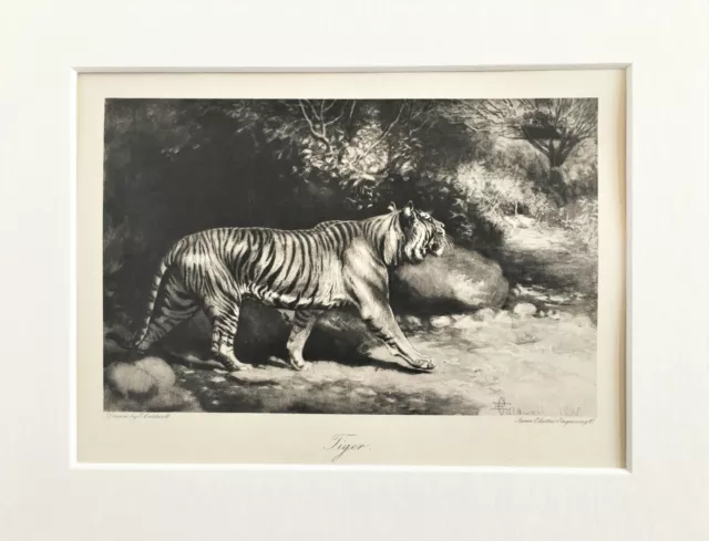 Tiger - 1898 Mounted Antique Animal Print Victorian Engraving by E. Caldwell