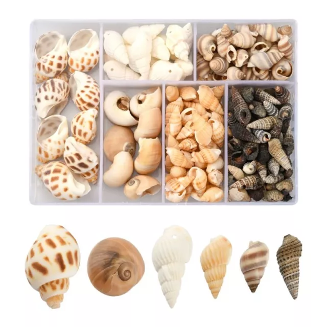 1 Box Small Conch Beads Natural Sea Snail Seashell Accessories With Holes