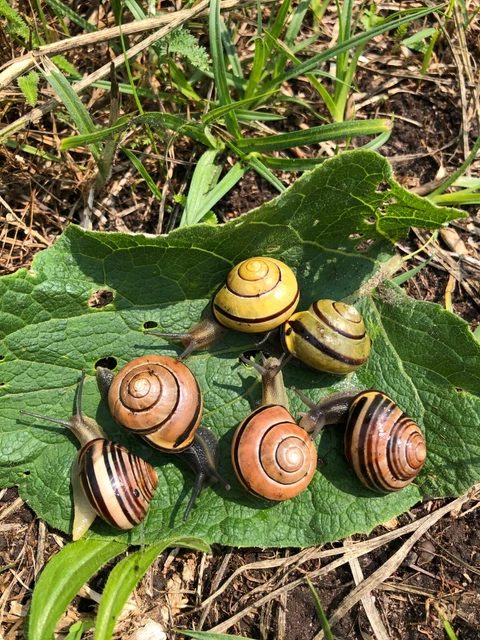 CEPAEA HORTENSIS NEMORALIS Vindobonensis Grove Land Garden Snails set ...