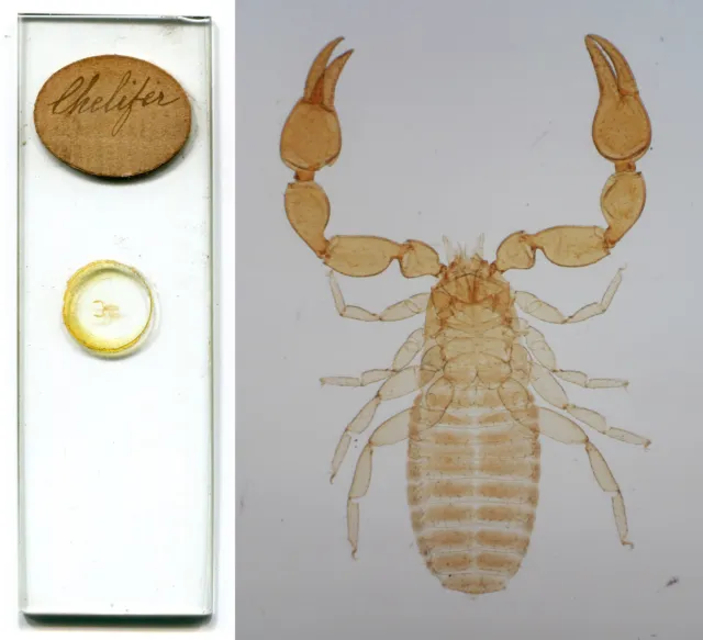 Pseudo-Scorpion / Chelifer Victorian Insect Microscope Slide