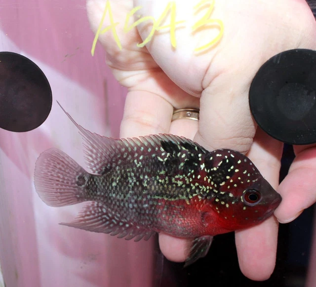 3" Super Red Dragon Female A543