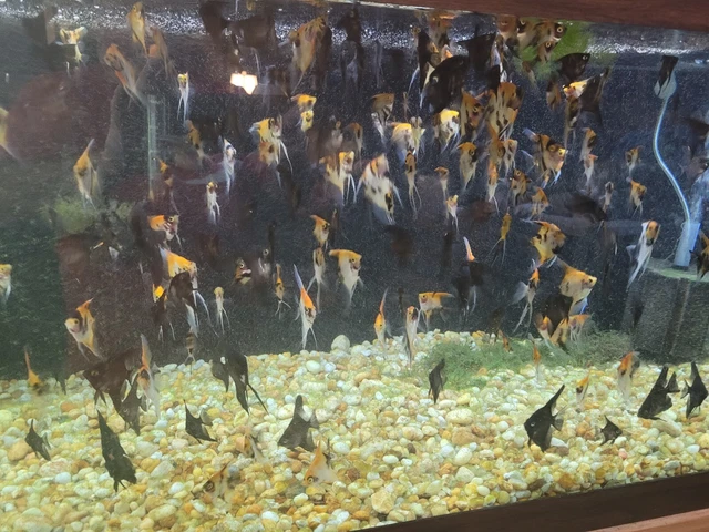 8 Mixed Koi & Black Marble Angelfish Quarter size Local Pickup only