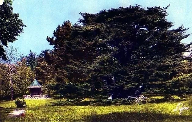 95-26 cpsm Montmorency - cedar of Lebanon colors