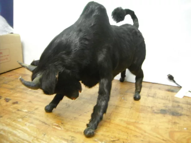 vintage miniature taxidermy bull black  real animal hide fur 13"