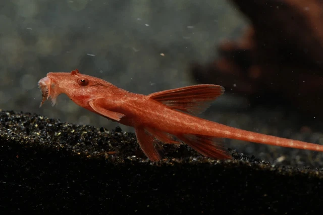 1 Live Juvenile Freshwater L10A Red Lizard Whiptail Pleco Tropical Fish 1-1.5"+
