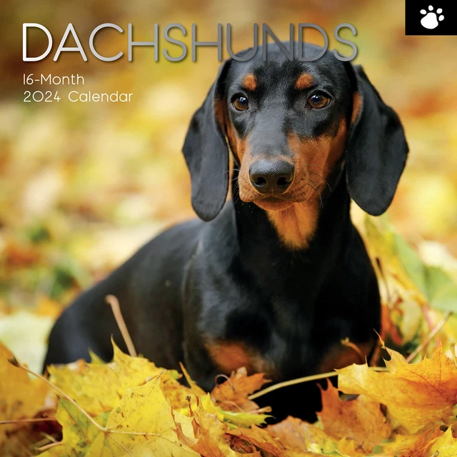 DACHSHUNDS 2024 SQUARE Wall Calendar Pets Dog 16 Months Premium Planner