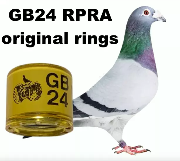 GB24 2024 RPRA RACING HOMER PIGEON BREEDER LOFT RINGS GENUINE UK + transfer form