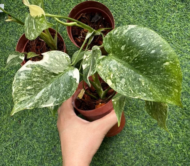 Monstera Pelatinum Variegato