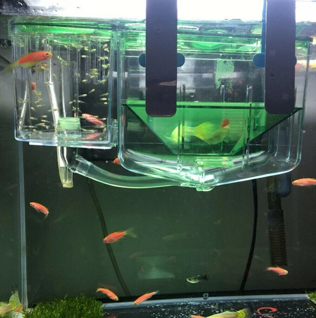 Tank For Rearing Fish LARGE BREEDING AQUARIUM Fish Tank Guppy Hatchery Breeder Rearing ...