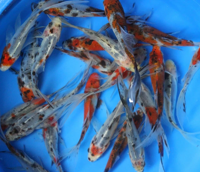 4-5 inch Live Shubunkin Goldfish for fish tank, koi pond or aquarium