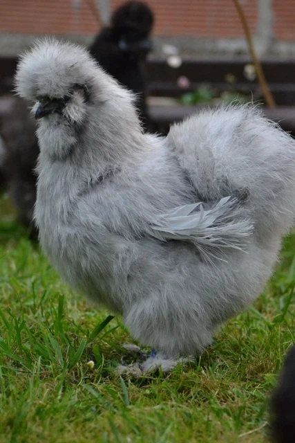 Uova Fertili : Animali In Vendita A Bernalda (Matera - Foto 2