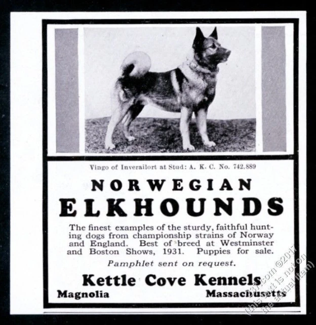 1931 Norwegian Elkhound stud dog photo Kettle Cove Kennels breeder print ad